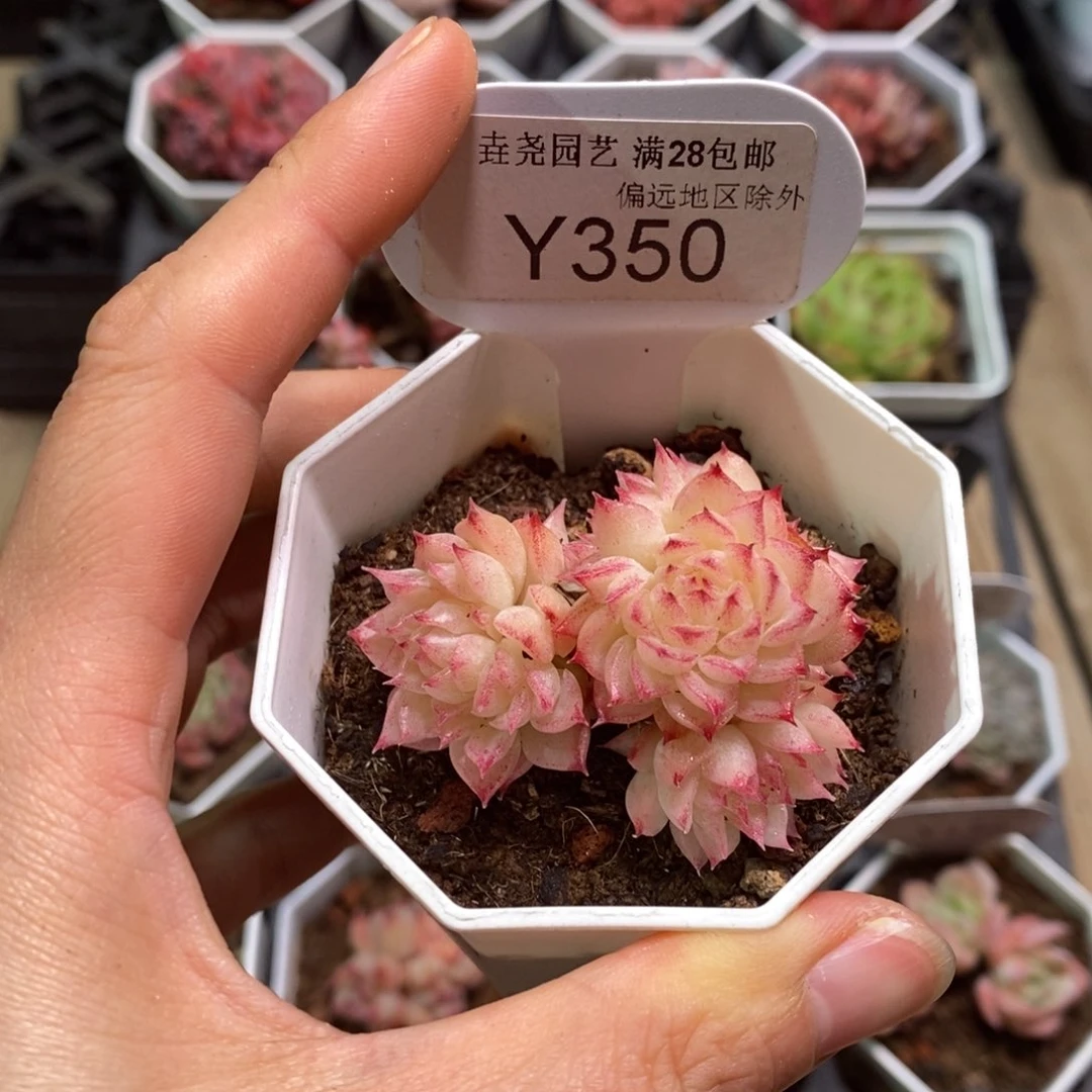 垚尧园艺350麦秆 5CM