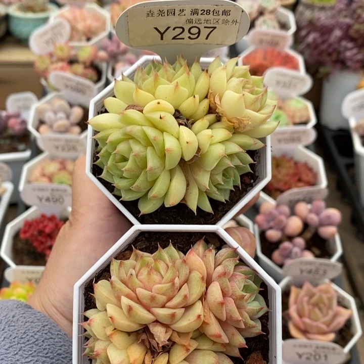 象*苯巴2颗Y297 6.5cm