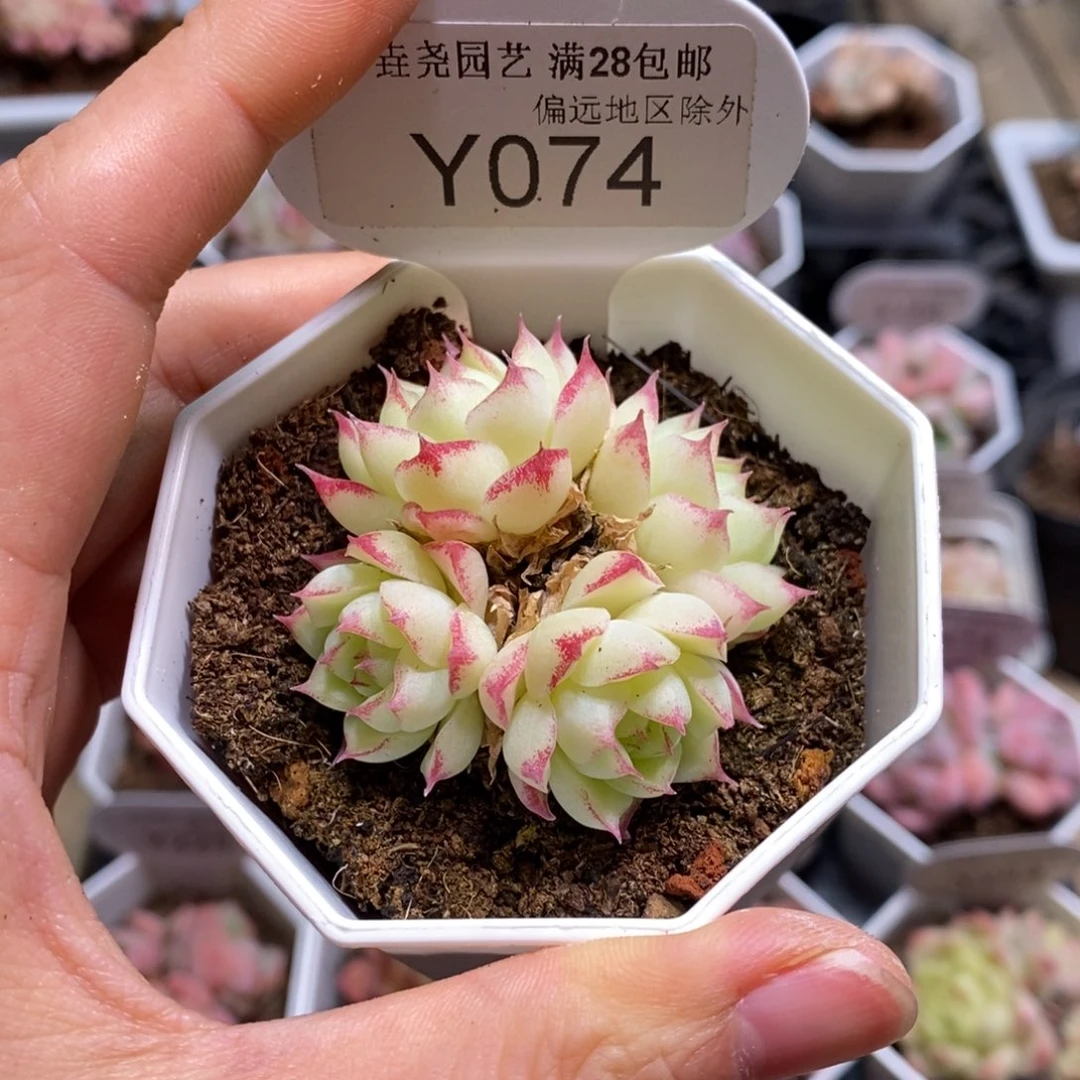 一物一拍074女王5CM