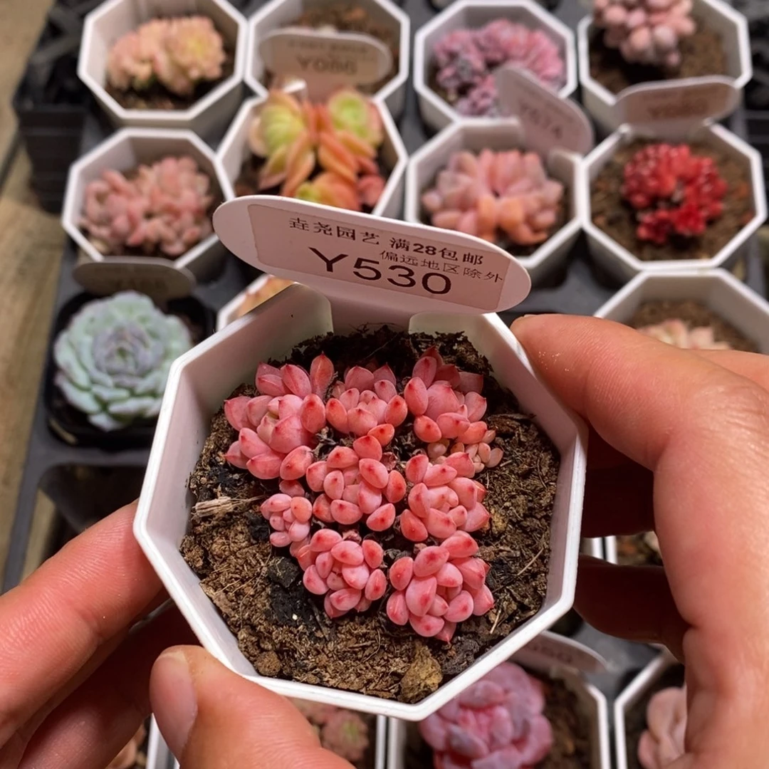 一物一拍 可爱泡泡 530 5.5cm