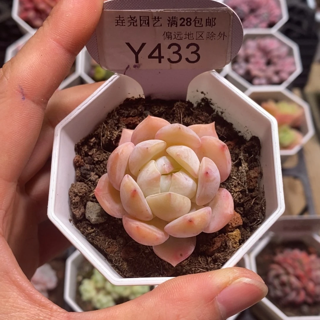 垚尧园艺433海盐薄荷4CM