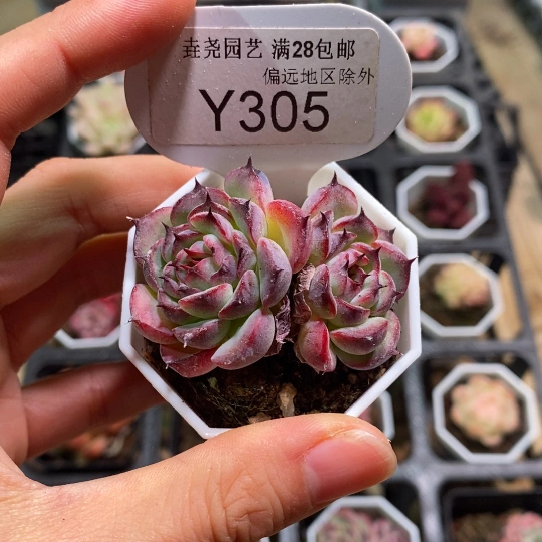 垚尧园艺305马赛尔4.5CM