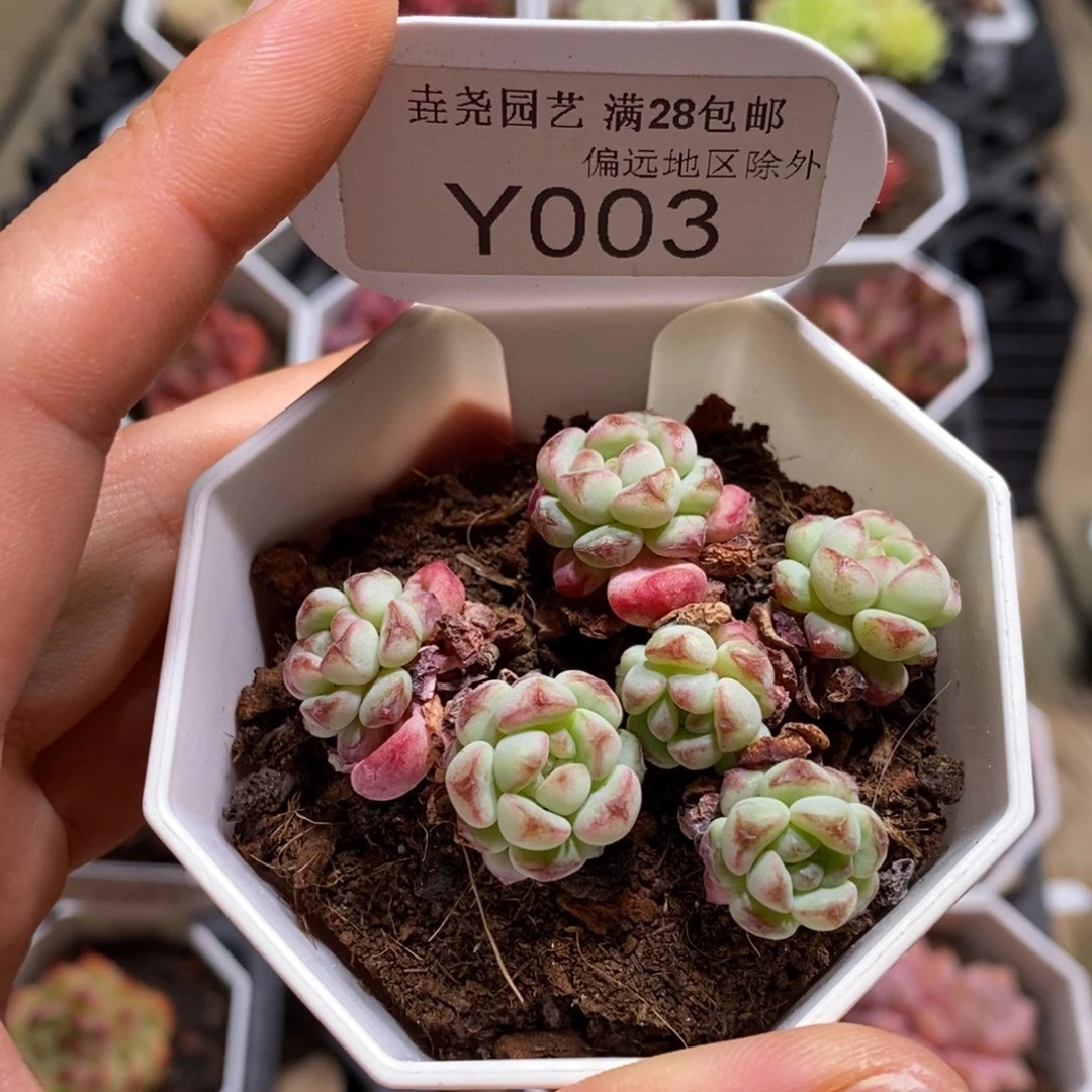 垚尧园艺一物一拍003萌豆