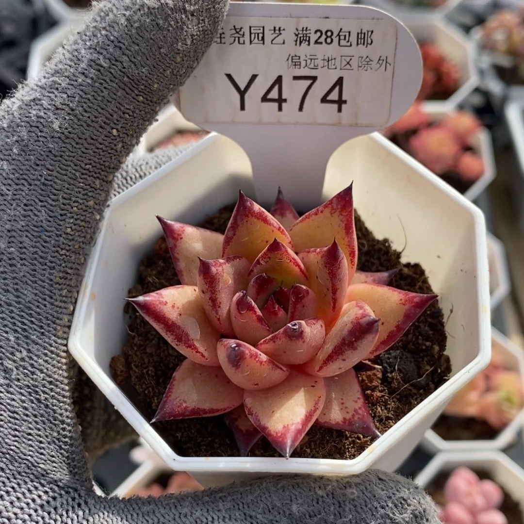 垚尧园艺474血罗5CM