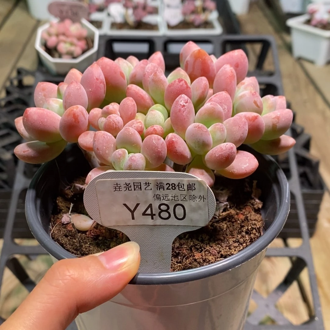 垚尧园艺一物一拍480洛神