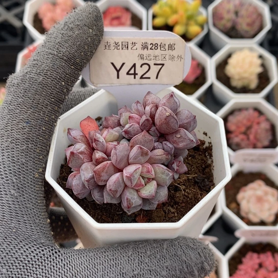 垚尧园艺427蓝宝石5CM