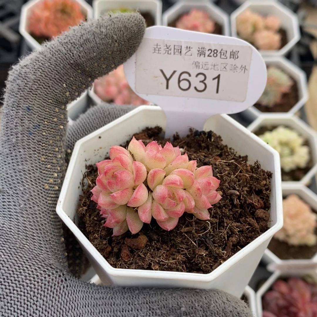 垚尧园艺631红女王4CM