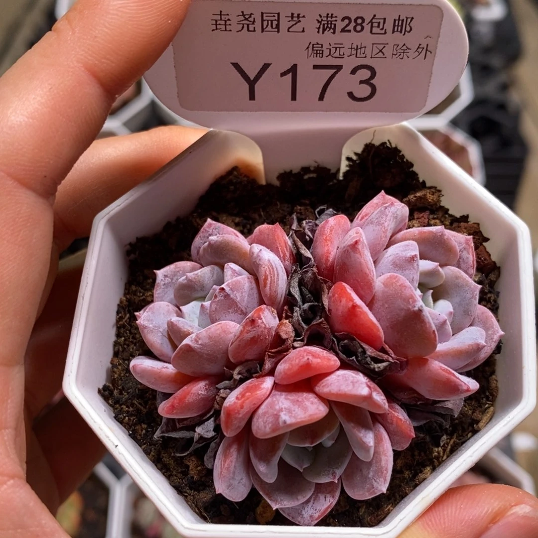 垚尧园艺一物一拍173拉皮