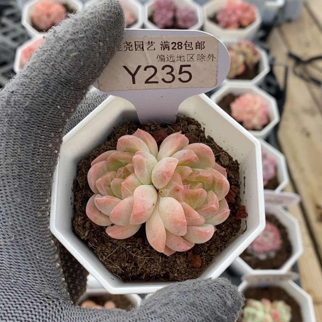 垚尧园艺235白桃汽水4.5CM