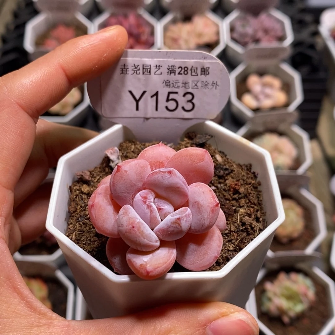 垚尧园艺一物一拍153星星雪