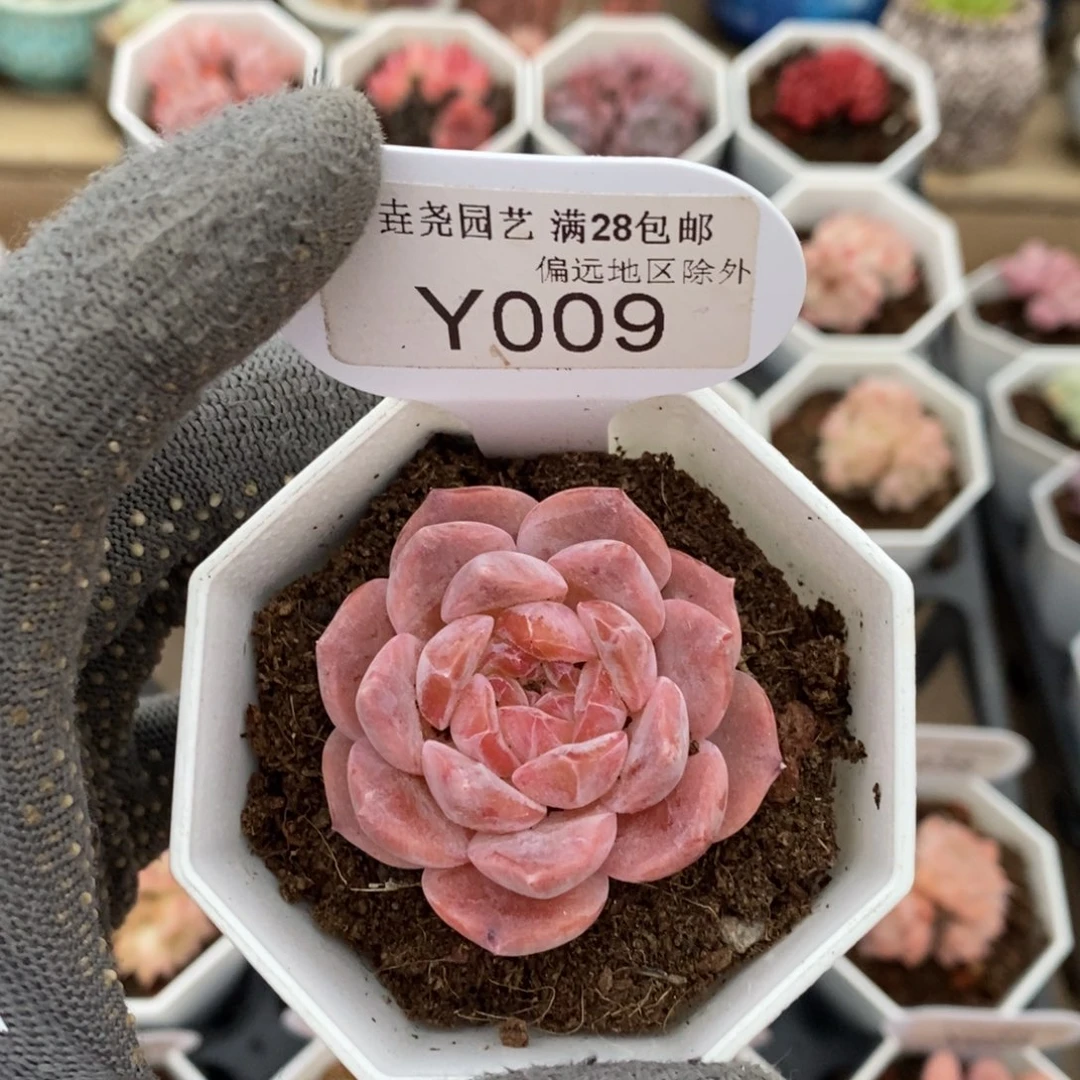 垚尧园艺009草莓果酱4CM