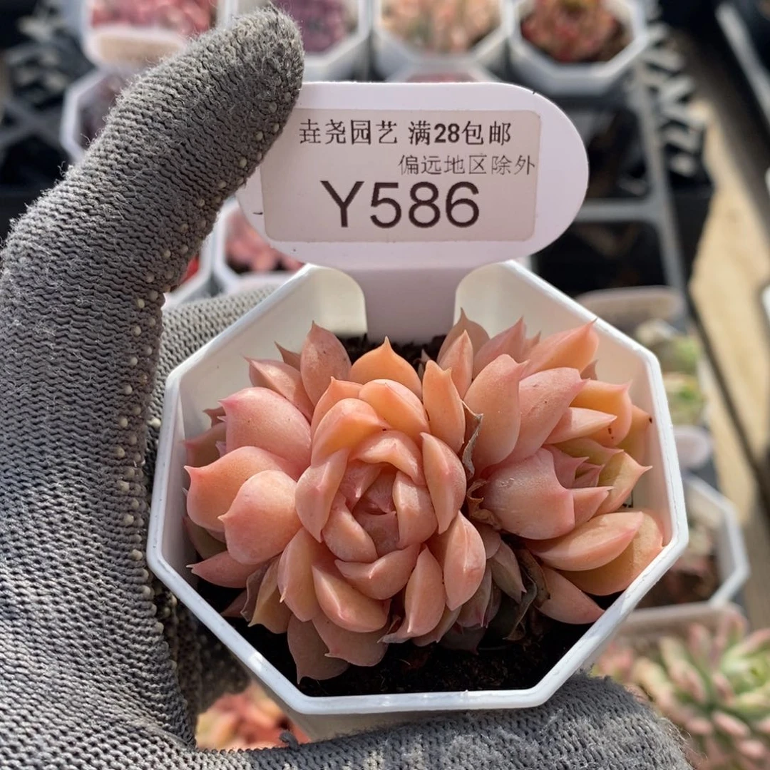 垚尧园艺586昂斯诺 6CM