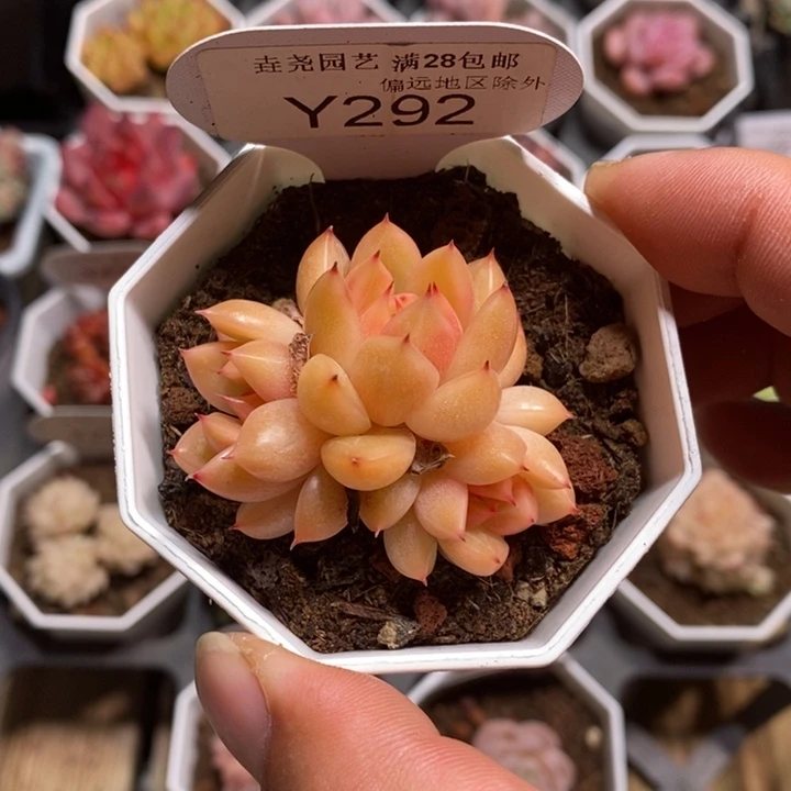 一物一拍 292 晴空珍妮 5cm