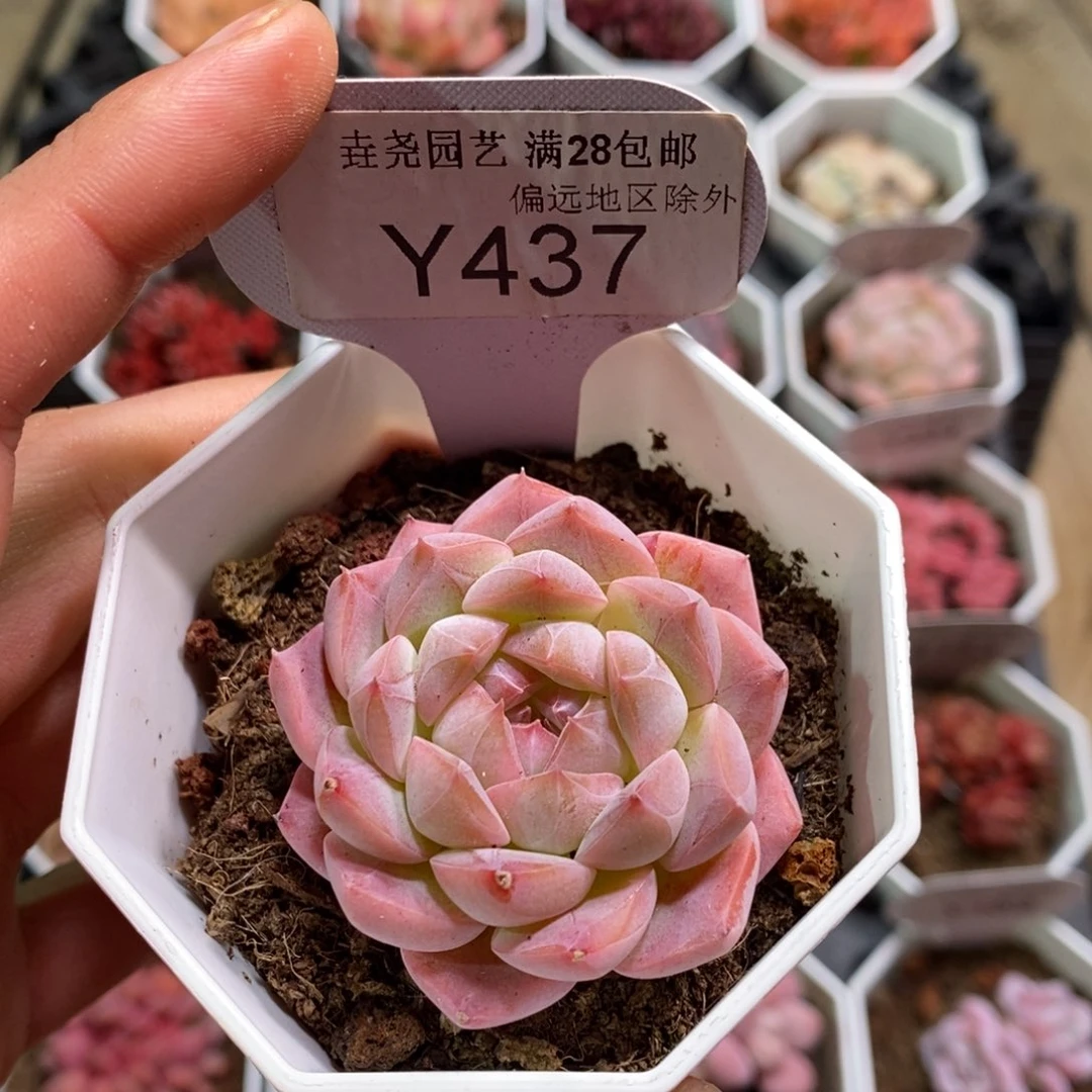 垚尧园艺437美梦4.5CM