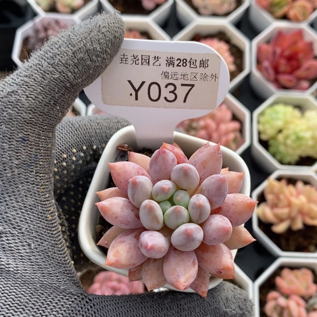 垚尧园艺037所罗门4.5CM