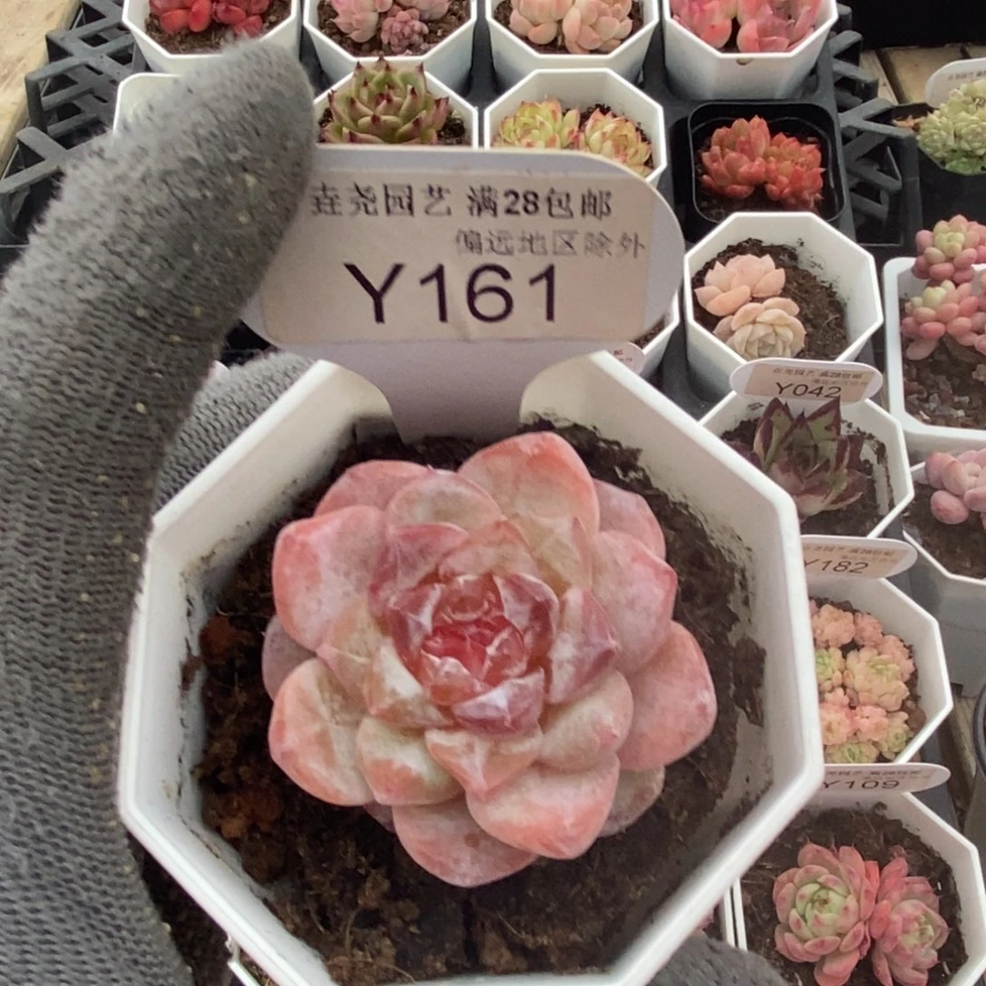 垚尧园艺161冰葡萄4.5CM