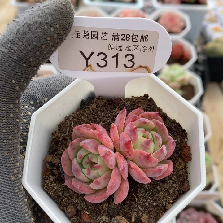垚尧园艺313海棠花5CM