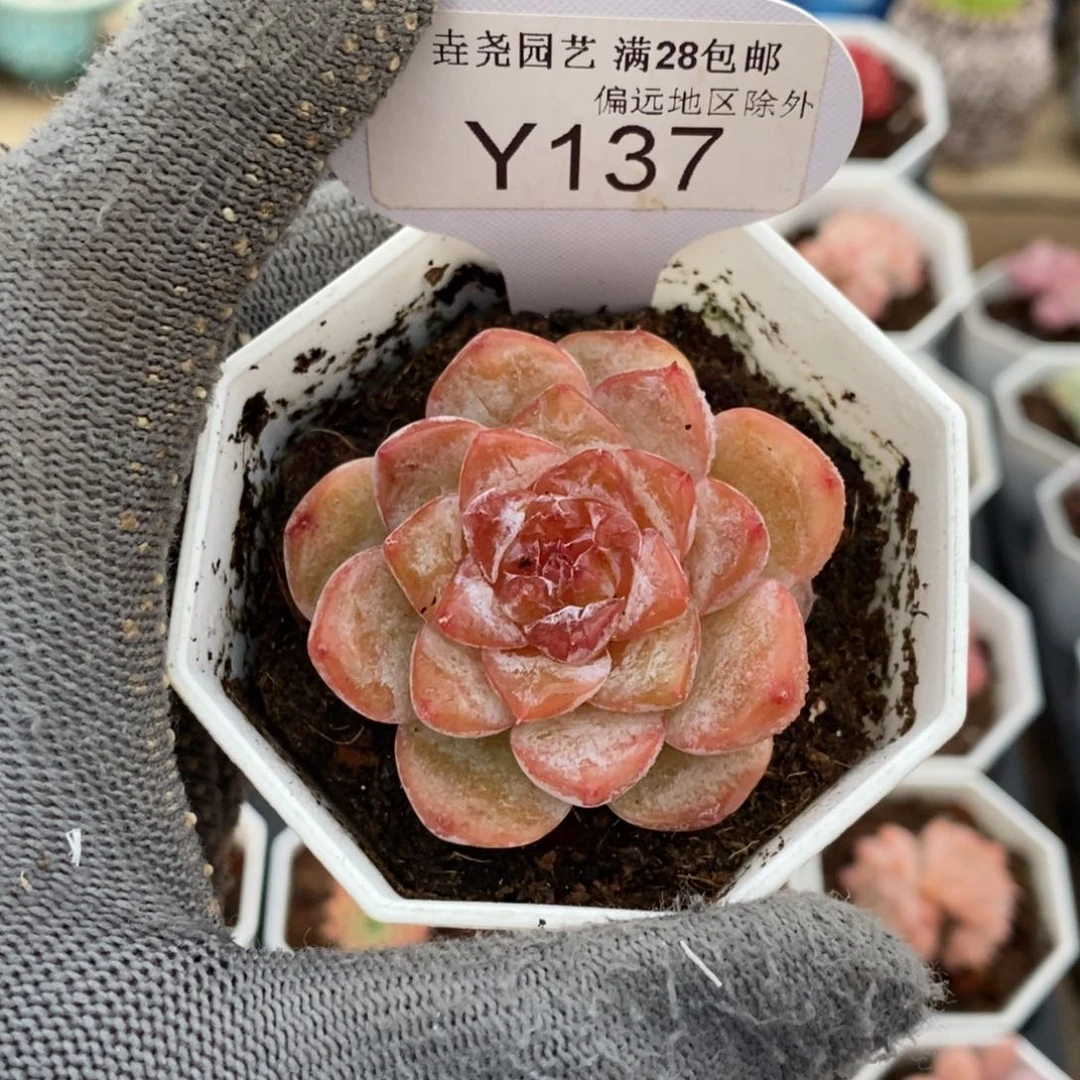 垚尧园艺137冰葡萄4.5CM