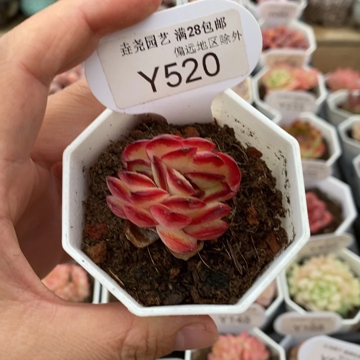垚尧园艺肉酱缀Y520 3.5cm