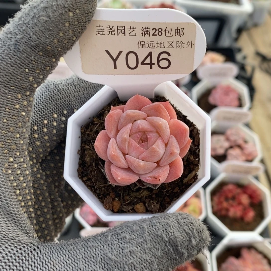 垚尧园艺046果冻珊瑚3CM