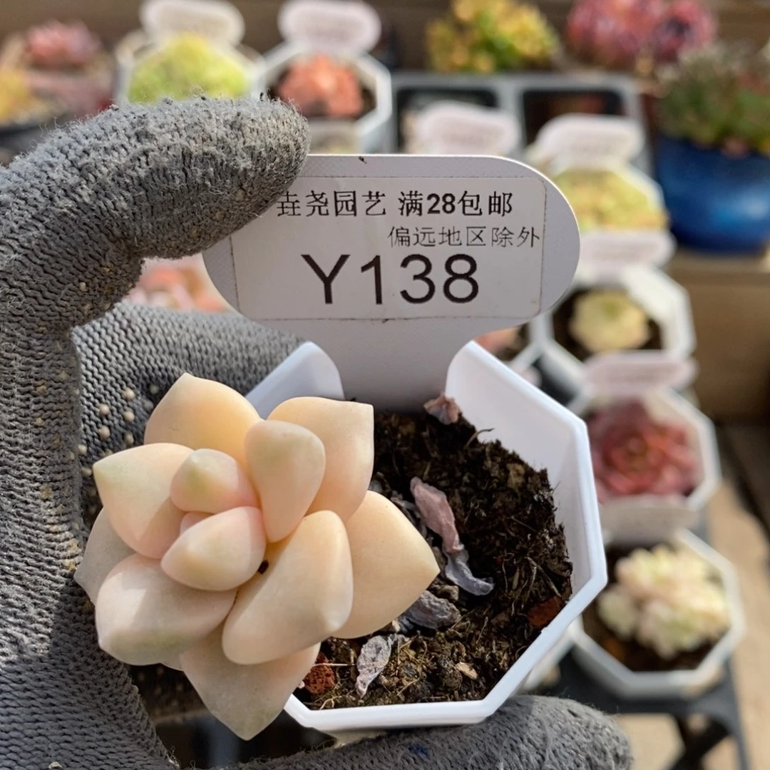 垚尧园艺一物一拍138美杏锦