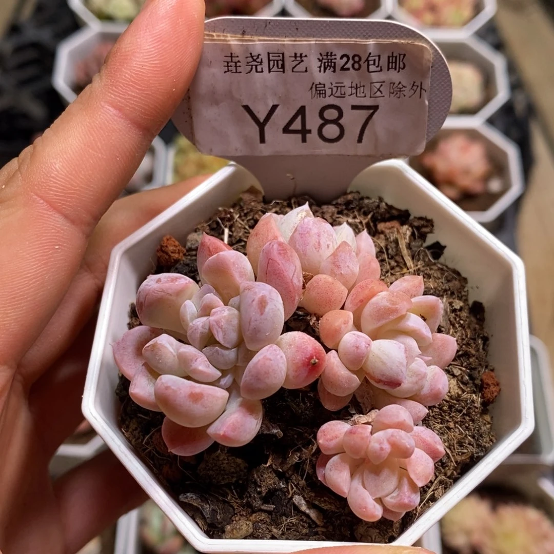 垚尧园艺487白雪石化5CM