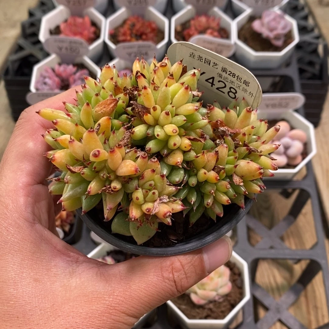 一物一拍 428 虎鲸 10cm