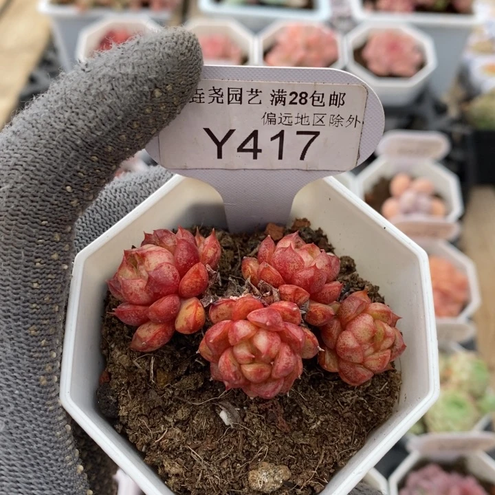 垚尧园艺417魔火6CM