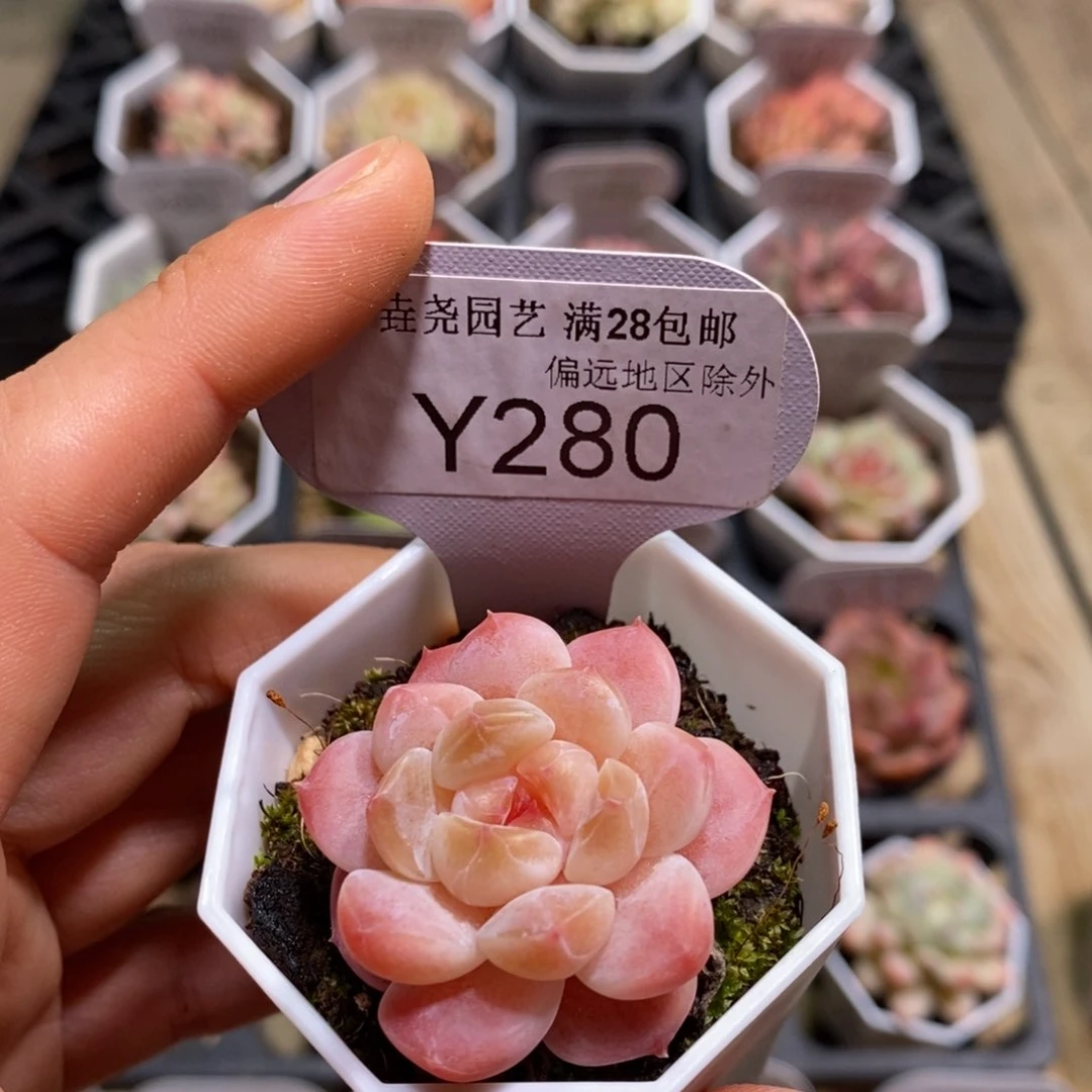 一物一拍280冰魄3.5CM
