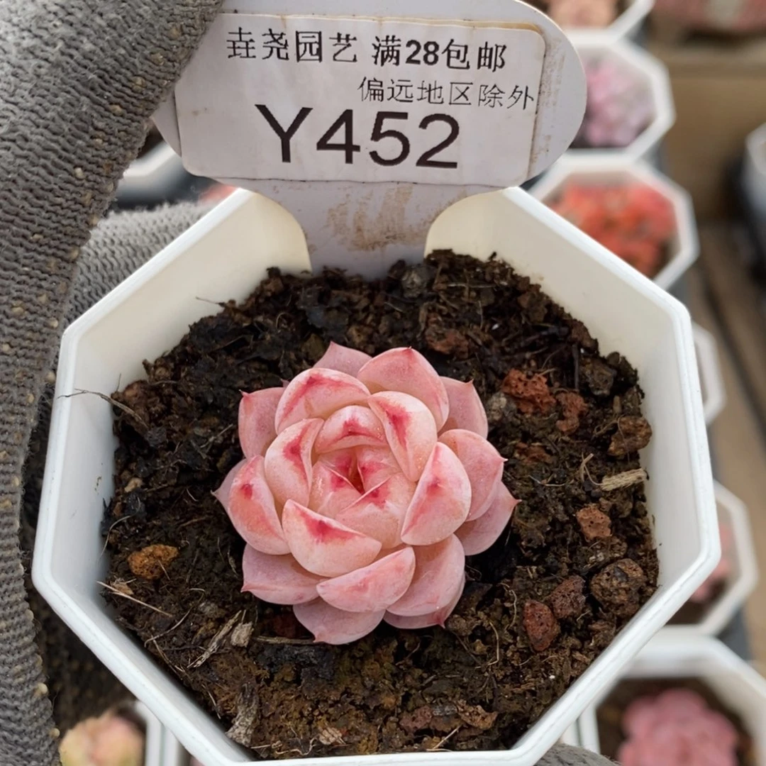 一物一拍452蓝孔雀3CM