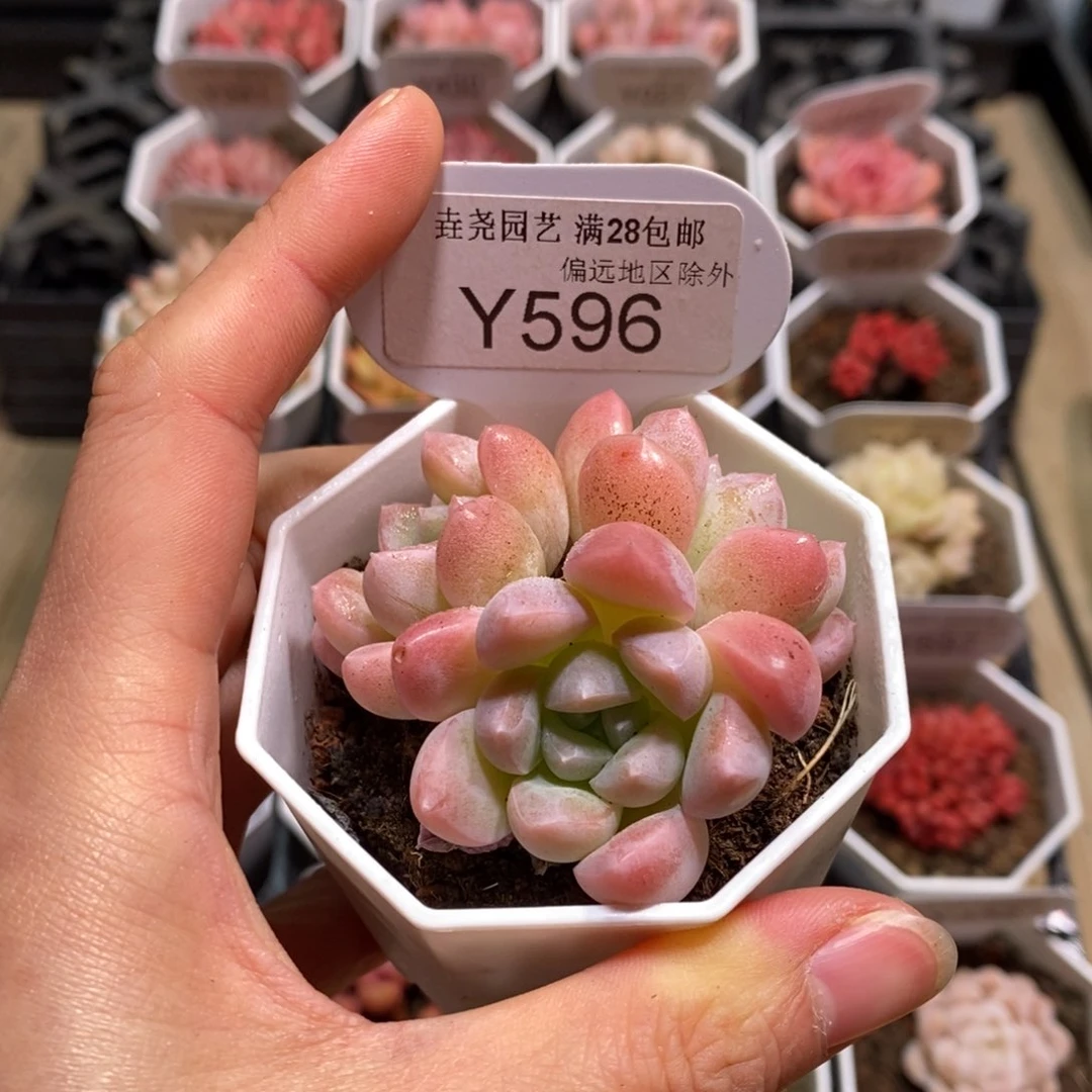 垚尧园艺596奶糖 6CM