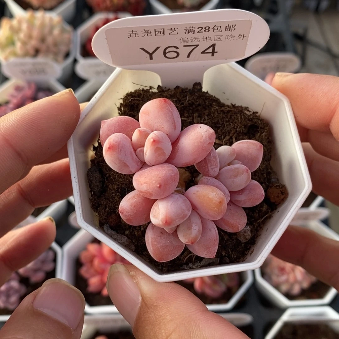 一物一拍 674 洛神 4.5cm