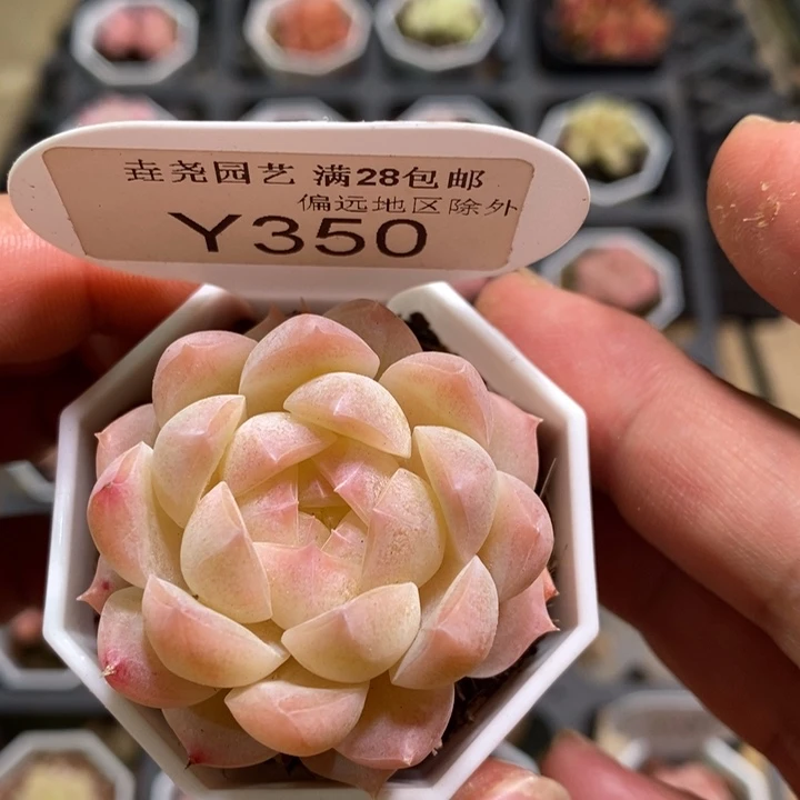 一物一拍 350 白桃汽水 4.5cm