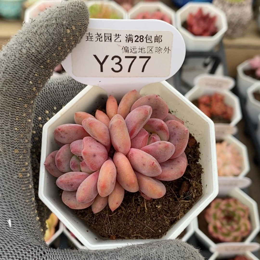 垚尧园艺377林依晨6CM