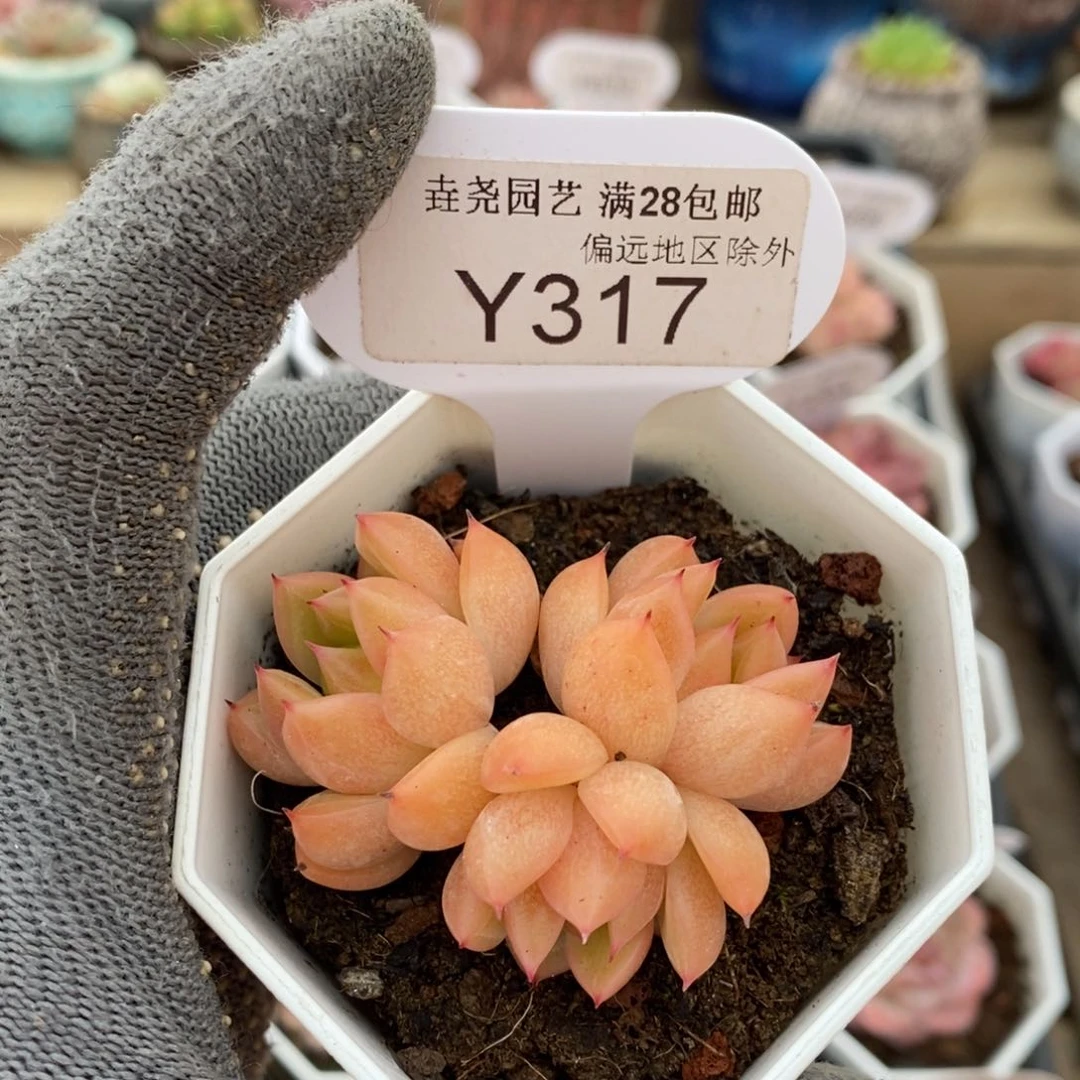 垚尧园艺317晴空珍妮5.5CM