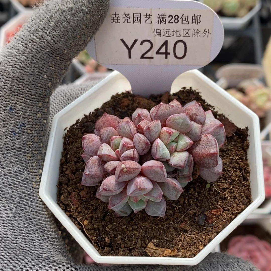 垚尧园艺240蓝宝石4CM