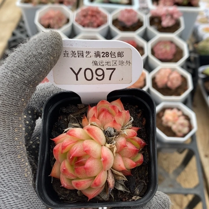 垚尧园艺097红蛋5CM