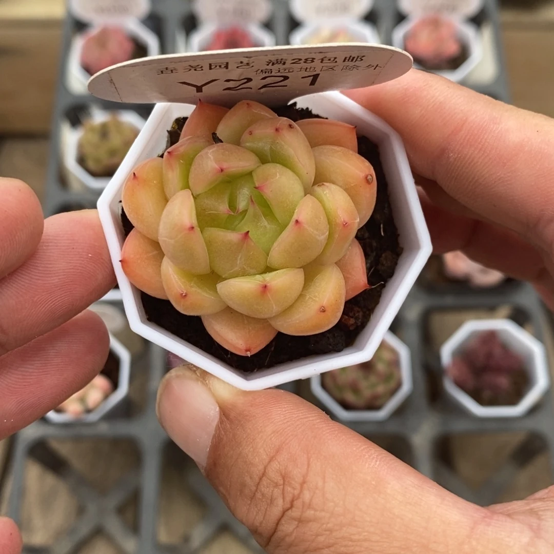 一物一拍 221 4.5cm 晴空珍妮