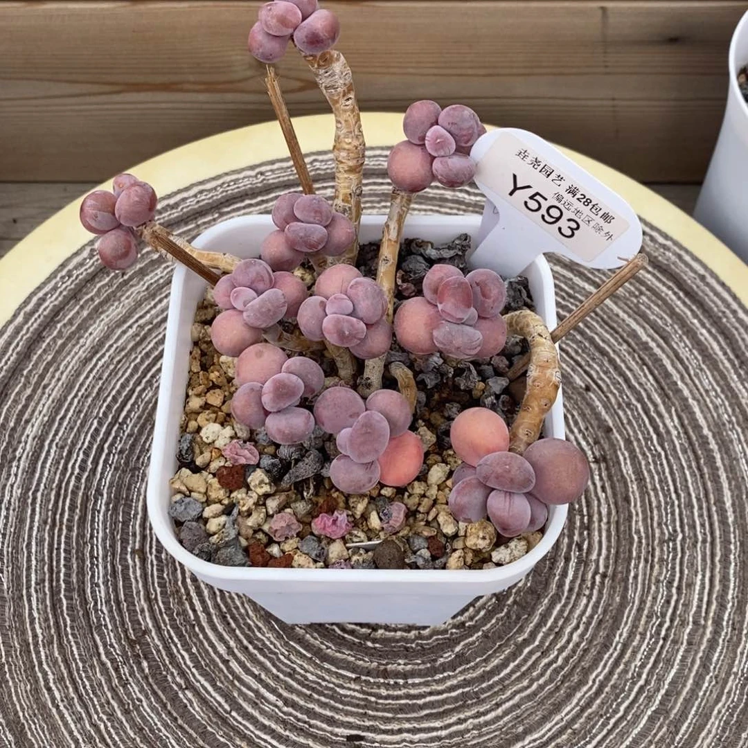 垚尧园艺593桃蛋 15CM