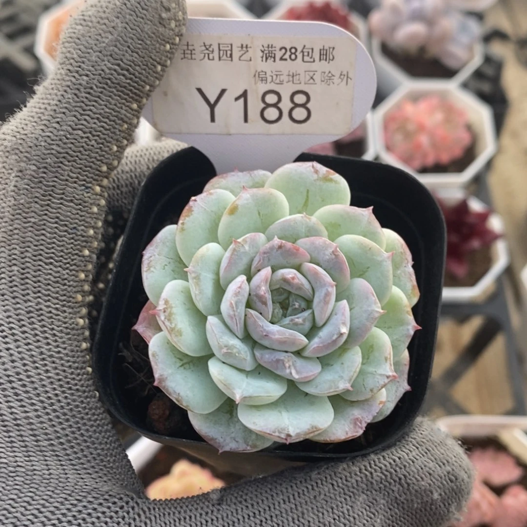 垚尧园艺188醉冰5CM