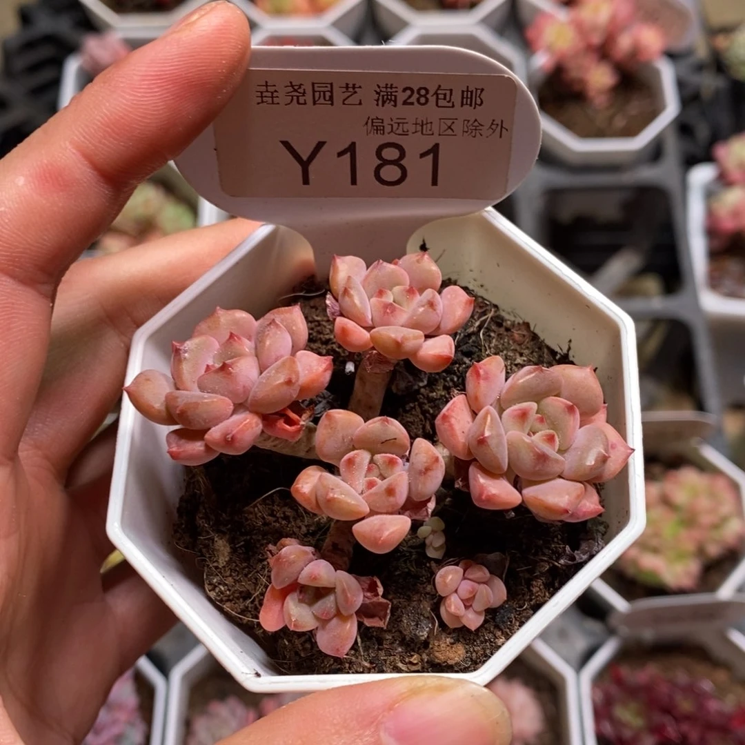 垚尧园艺181哆啦A梦6CM