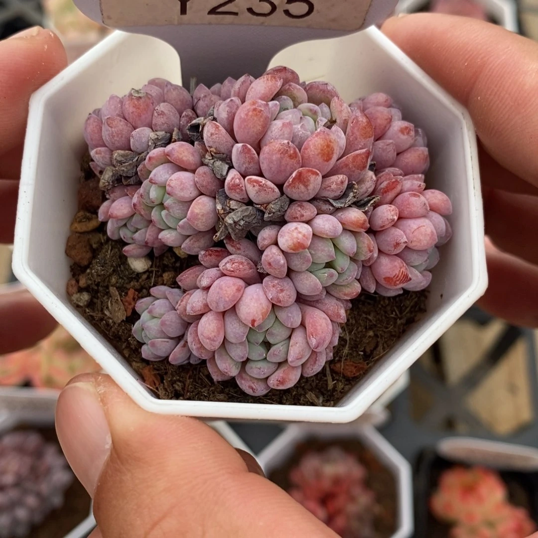 一物一拍 235 6cm 娜娅小精灵