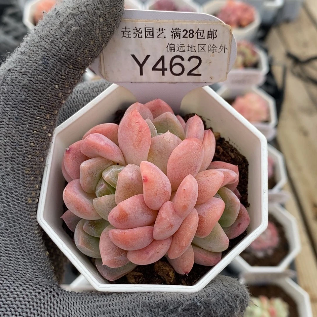 垚尧园艺462和田玉6CM