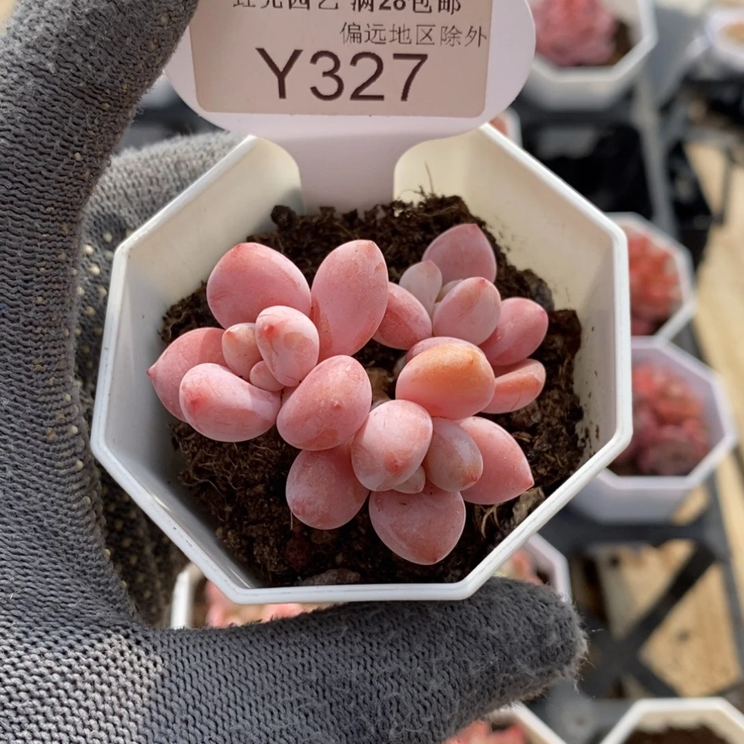 垚尧园艺327樱花洛神5CM