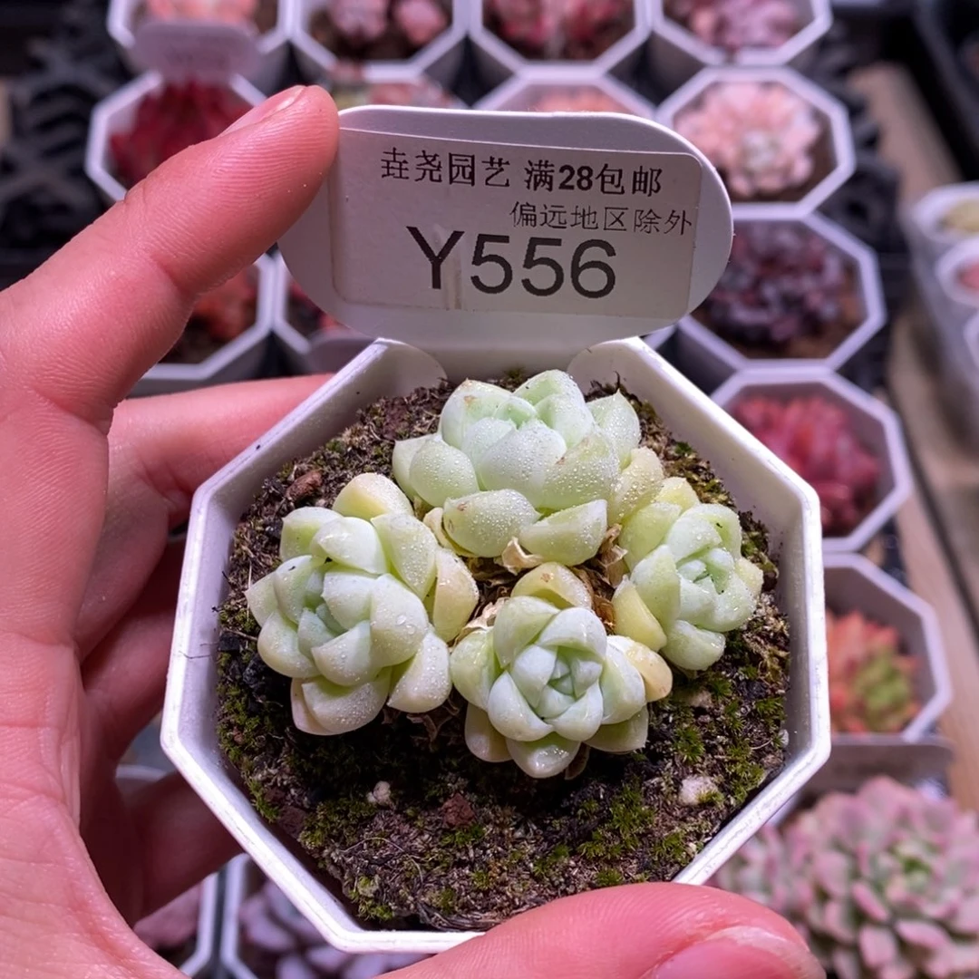 垚尧园艺556白月光 5CM