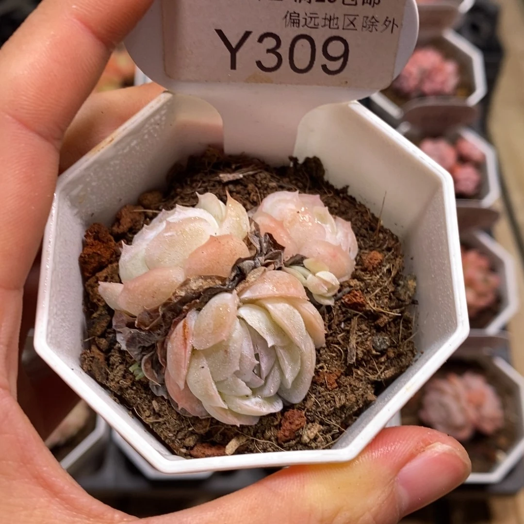 垚尧园艺309西娜 4.5CM