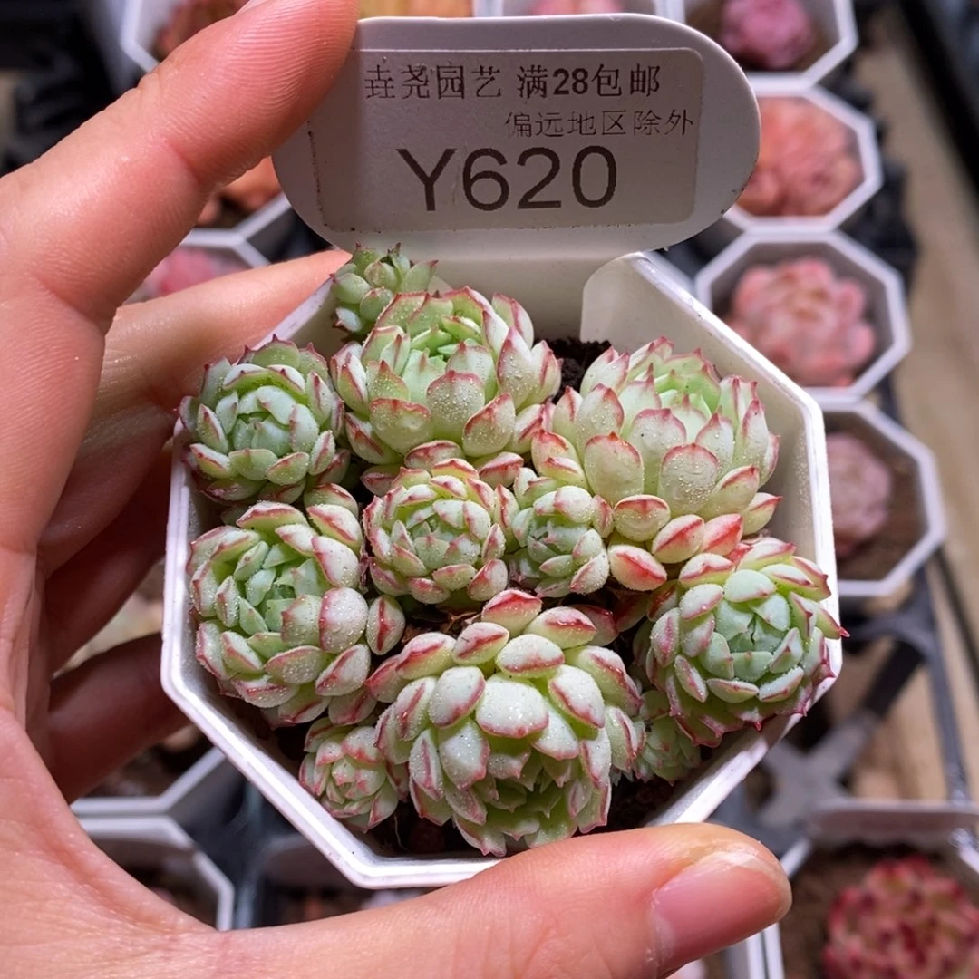 垚尧园艺620小红船 7CM