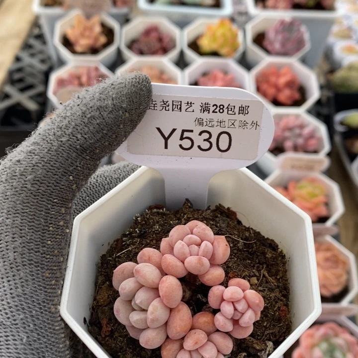 垚尧园艺530小红蛋4CM