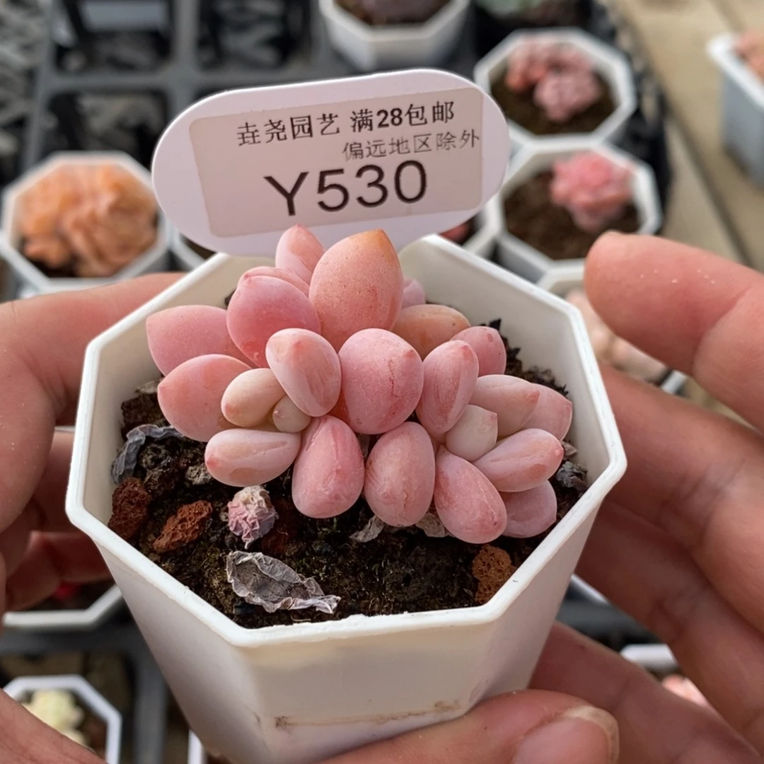 一物一拍 樱花洛神 530 5cm