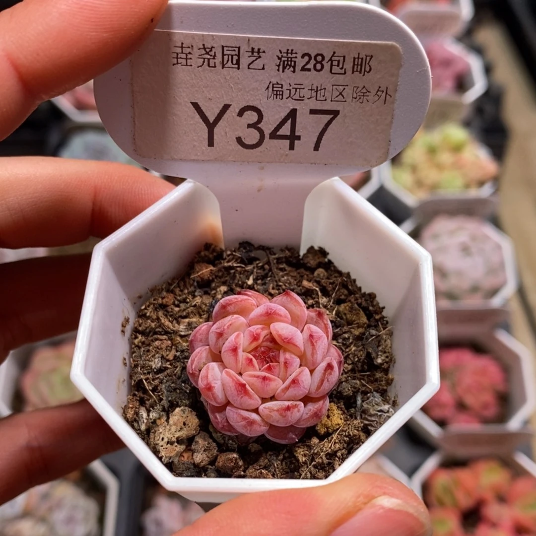 垚尧园艺347白胖子 2CM